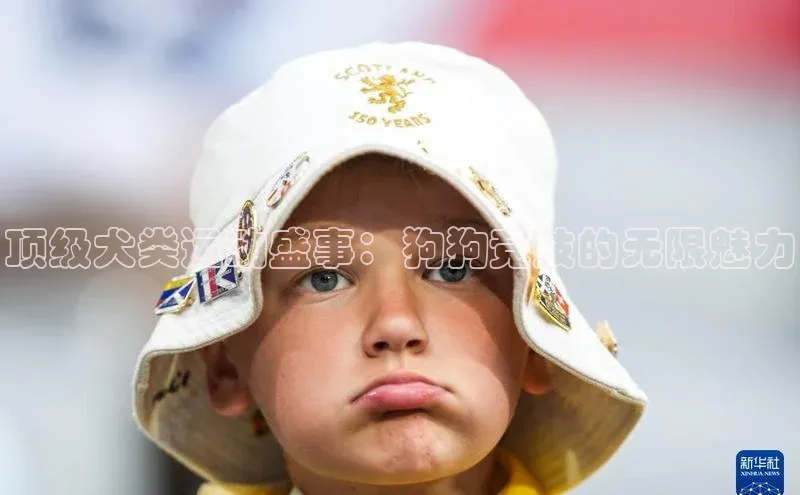 顶级犬类运动盛事：狗狗竞技的无限魅力